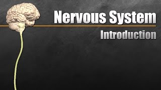 Introduction to the Nervous System [upl. by Raney]