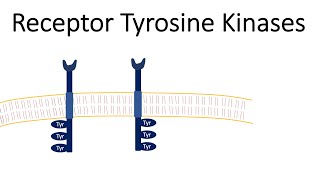 Receptor Tyrosine Kinases  RTK [upl. by Marti]