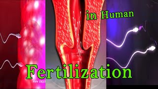 Fertilization 3D Animation [upl. by Ortrud]