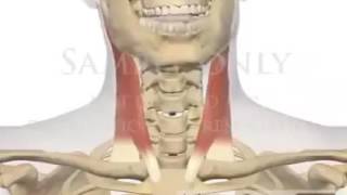 Function of Sternocleidomastoid SCM muscle [upl. by Anne-Corinne60]