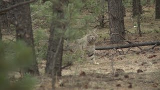 Bobcat Animal Hunting and Behavior [upl. by Inalem]