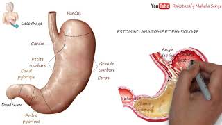 ESTOMAC  ANATOMIE ET PHYSIOLOGIE DIGESTION [upl. by Ainnos294]