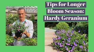 Hardy Geranium How to Get More Flowers amp ReBlooming [upl. by Verada773]