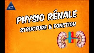 Physiologie rénale  Structure et fonctions [upl. by Jonathan]