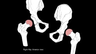 Hip joint structure and actions [upl. by Ezechiel]