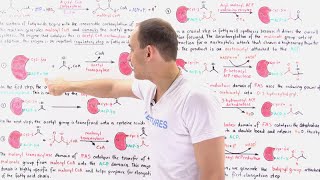 Fatty Acid Synthesis [upl. by Llerret]