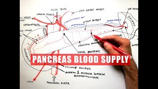 Pancreatic Cancer Treatment and Outcomes [upl. by Haslam]