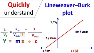 Lineweaver Burk plot [upl. by Repohtsirhc]