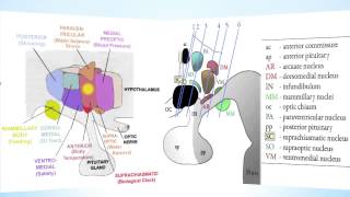 Hypothalamus Part 1 [upl. by Airalav]