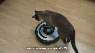 Cat shows HOW TO use iRobot Roomba Vacuum [upl. by Gasper]