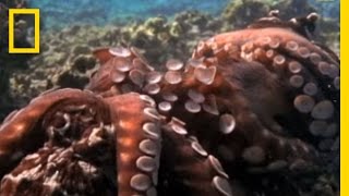 Octopus Mating  National Geographic [upl. by Novehc]