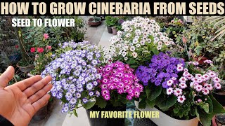 How To Grow Cineraria From Seed  FULL PROCEDURE [upl. by Eivad]