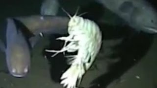 Facts The Supergiant Amphipod Alicella gigantea [upl. by Fotina]