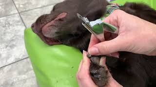 How to Trim Your Dogs Dark Nails [upl. by Yoho]