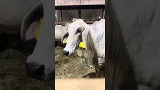 Brangus Brahman and Braford heifers [upl. by Ibrik]