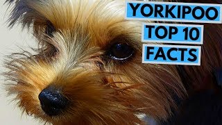 Yorkipoo  TOP 10 Interesting Facts [upl. by Adnamas]