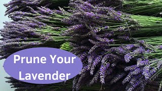 How to Prune Lavender [upl. by Hacker765]