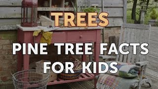 Pine Tree Facts for Kids [upl. by Gnilrits]