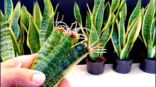 How to Propagate a Snake Plant very easy  Sansaveria [upl. by Atterrol]