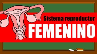 🌸SISTEMA REPRODUCTOR FEMENINO 👩‍🦰❤🌸 Órganos internos [upl. by Dal501]