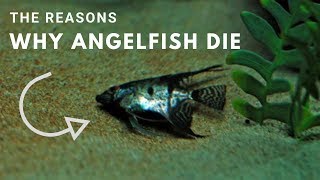 The Reasons Why Angelfish Die [upl. by Hedberg]