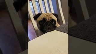 Pug Puppy Crying for a Piece of Dinner  ViralHog [upl. by Pazice320]