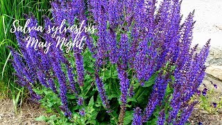 How to care for Salvia quotMay Nightquot [upl. by Aisemaj]