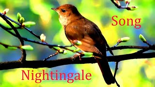 Nightingale SongLuscinia [upl. by Arlina]