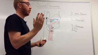 Swallowing Mechanism Three phases [upl. by Kelley]