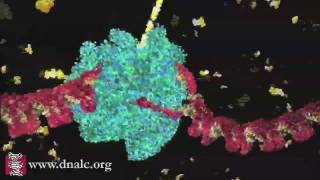 DNA Transcription Basic [upl. by Kirsti766]