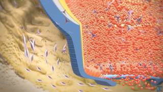 3D modeling  Root tooth development [upl. by Hgielsa203]