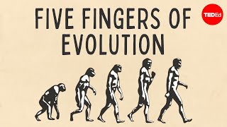 Five fingers of evolution  Paul Andersen [upl. by Erdnassac]