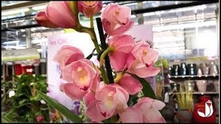 Comment cultiver lorchidée cymbidium   Truffaut [upl. by Hnad928]