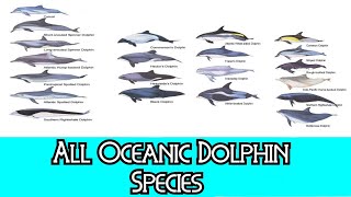 All Oceanic Dolphin Species  Species List [upl. by Levine]