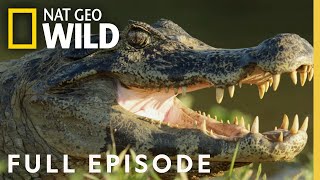 Jaguar vs Croc  Full Episode [upl. by Juliane659]