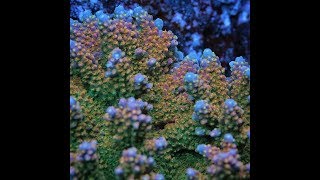 Acropora Coloring Tips by Pirates Reef Corals [upl. by Sokcin]