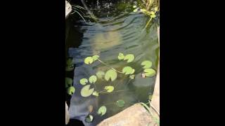 Using a flocculant clarifier for green water part 1 [upl. by Thea68]