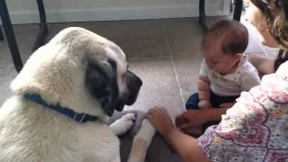 Kangal With A Baby [upl. by Aretahs381]