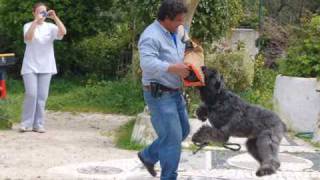 Nobel  quotThe Great Bouvier des Flandresquot [upl. by Ahsanat237]