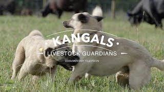 ALL ABOUT THE KANGAL DOG THE FINEST GUARDIAN DOG [upl. by Kerr]