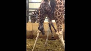 Baby Giraffe Being Born At Paignton Zoo  January 2014 [upl. by Irfan]