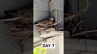 Day 7 Pigeon Nesting Journey  From Eggs to Squabs [upl. by Airel]