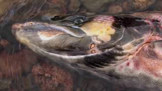 To The Journeys End The Lifecycle of the Atlantic Salmon [upl. by Atinor]