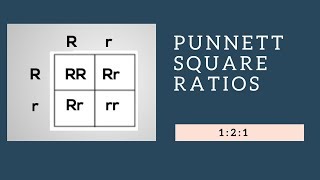 Genotypic Ratios and Phenotypic Ratios for Punnett Squares [upl. by Maise]