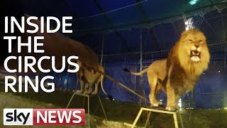 Lions Of Chipperfields Circus GoPro Footage From Training [upl. by Cherye]