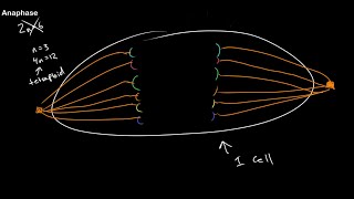 Understanding Ploidy and Mitosis at All Stages [upl. by Lavro]