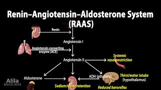 The Renin–Angiotensin–Aldosterone System RAAS Animation [upl. by Rainwater]