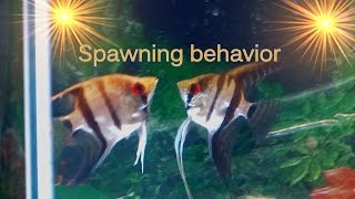 Tips on Angelfish spawning behavior [upl. by Onairotciv]