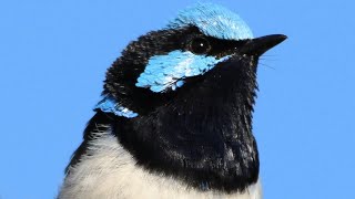 The secret life of Superb Fairywrens – Featuring special scenes from the nest [upl. by Neik250]