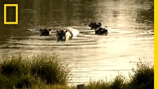 Pablo Escobars Hippos  National Geographic [upl. by Downs441]